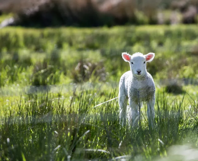The Lamb of God